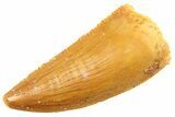 Serrated Raptor Tooth - Real Dinosaur Tooth #347047-1